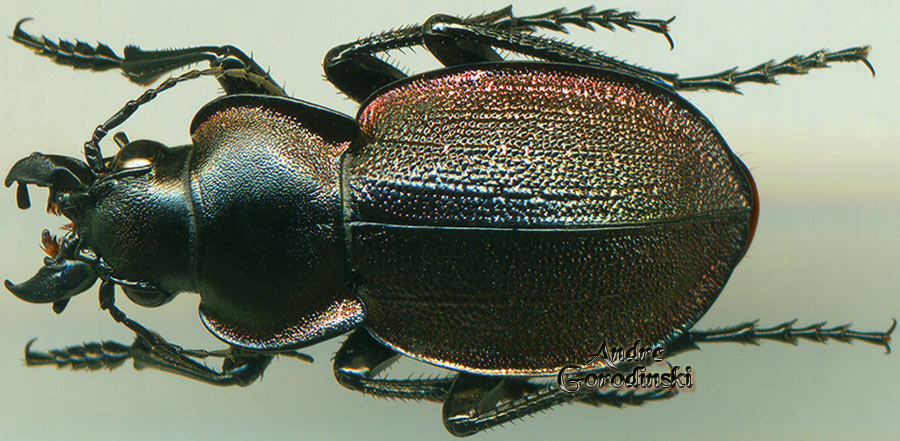 http://www.gorodinski.ru/carabidae/Callisthenes elegans saryarkensis.jpg